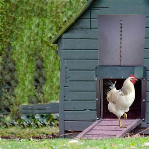 Things to Consider When Breeding Chickens and Building Coops